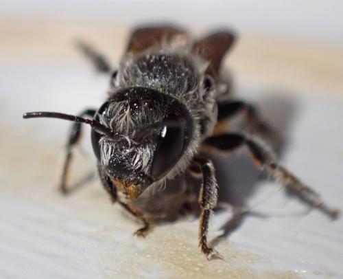 Réf. 284 544 : Osmia sp.